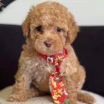 Masum Bakisli Maltipoo Yavrusu