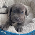 Iri Yapili Cane Corsolar