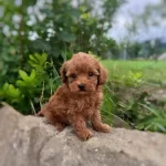 Red Maltipoo Cinsi Bebegimiz