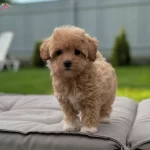 Kore Suratli Maltipoo Bebegimiz