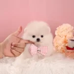 Teddy Boo Yavrusu Pomeranian