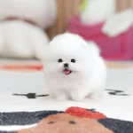 Safkan Pomeranian Yavruları Ust Kalite