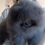 Pomeranian Merle Eğitimli