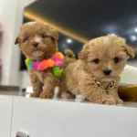 Minik Korekan Maltipo Bebeklerimiz