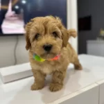 Kore Maltipo Yavrularımız