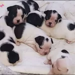 French Bulldog Yavrularımiz Safkan