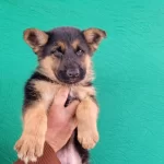 Dusuk Bel Alman Coban Kopegi