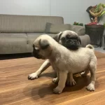 2 Aylık Pug Yavrularımız