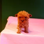 Orijinal Teacup Poodle Yavrularımız