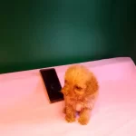 Teacup Poodle Yavrularımız