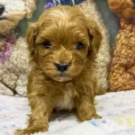 Maltipoo Yavru Kopek Aile Dostu Oyuncu