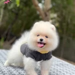 Minicik Ayicik Isteyenlere Teacup Teddybear Pomerianboo