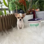 Xxs En Minigi Sizin Olsun Isteyene Wc Egitimli