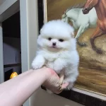 Kar Beyaz Minik Erkek Pomeranian Boo