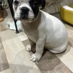 French Bulldog Sahiplendirme