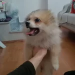 Son Kalan Sevimli Dişi Yavru Verilecektir