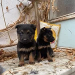 A Kalite Dusuk Bel Alman Kurdu Yavrularımız