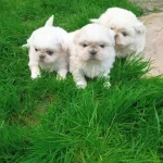 Mini Boy Pekinez Bebeklerimiz