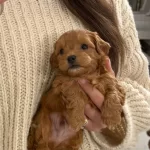 Mini Boy Maltipoo Bebeklerimiz