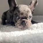 Ev Bakımı Yavrularım