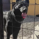 Solid Black B Clor Son 3 Yavrumuz