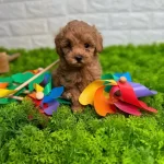 Maltipoo Bebeklerimiz Sizi Bekliyor