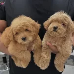 Yeni Yuvasini Bekleyen Maltipoo Bebekler