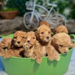 Kova Dolusu Maltipoo Yavrular