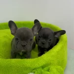 Ev Dogumlu Blue Frenc Yavrular