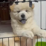 Aslan Suratlı Chow Chow Yavrularımız