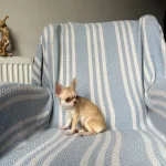 6 Aylık Mukemmel Anatomi Micro Teacup Disiler