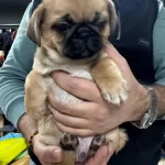 2 Aylık Dişi Erkek İç Dış Parazitler Var