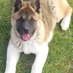 Erkek Amerikan Akita Egitimli 4 Ay 20 Gunluk