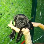 Dişi Puk Yeni Yuvasını Bekliyor Basık Burun Simit Kuyruk