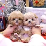 Kore Matipo Bebeklerimiz