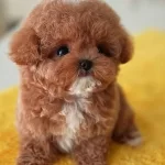 Kore Bebegimiz Maltipoo