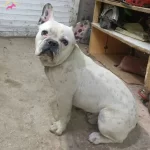 Genç Erkek Fransız Buldog