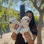 Pamuk Gibi Safkan Samoyed Yavrularım