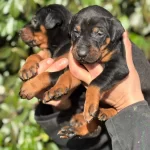 Safkan King Doberman Yavrularım