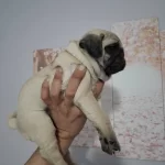 Muhtesem Pug Mops Bebekler