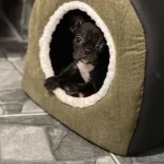 Bir Buçuk Aylık Sorunsuz