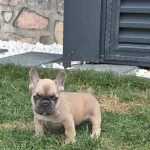 Renkli Gözlü Ev Ortamında Bakılan Erkek Yavrum