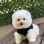 Ayıcık Surat Pomeranian Yavrular