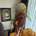 Ev Dogumu Poodle Bebislerimiz