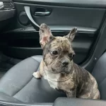 3.5 Aylık French Dişi Akıllı Eğitime Açık