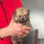 Rezerveye Acik Pomerain Yavruları