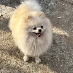 14 Aylik Beyaz Disi Pomerain Boo