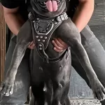 Disi Blue Cane Corso Yavrularımız