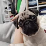Erkek Pug 5 Aylık Çipli