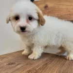 Şeker Maltipoo Bebekler